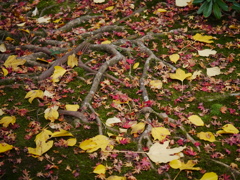 木の根
