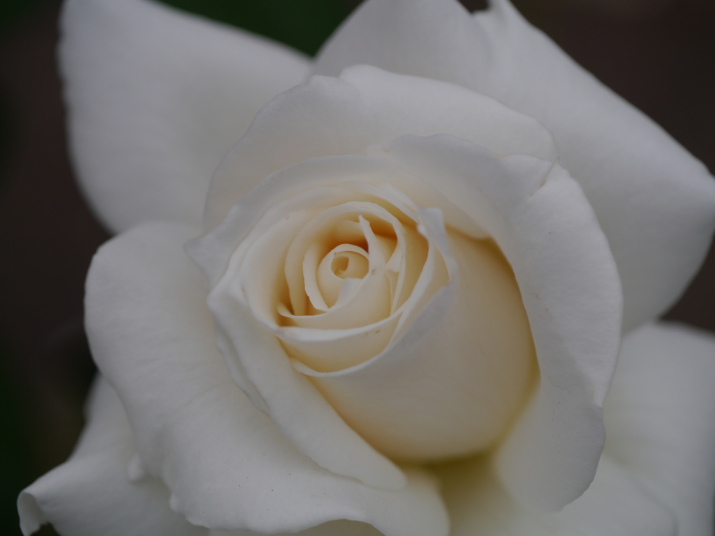 白薔薇