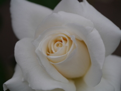 白薔薇
