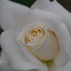 白薔薇