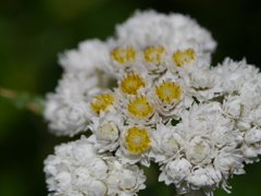 東館山高山植物園②