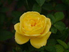 薔薇