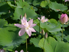 HASU