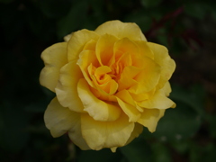 薔薇