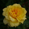 薔薇