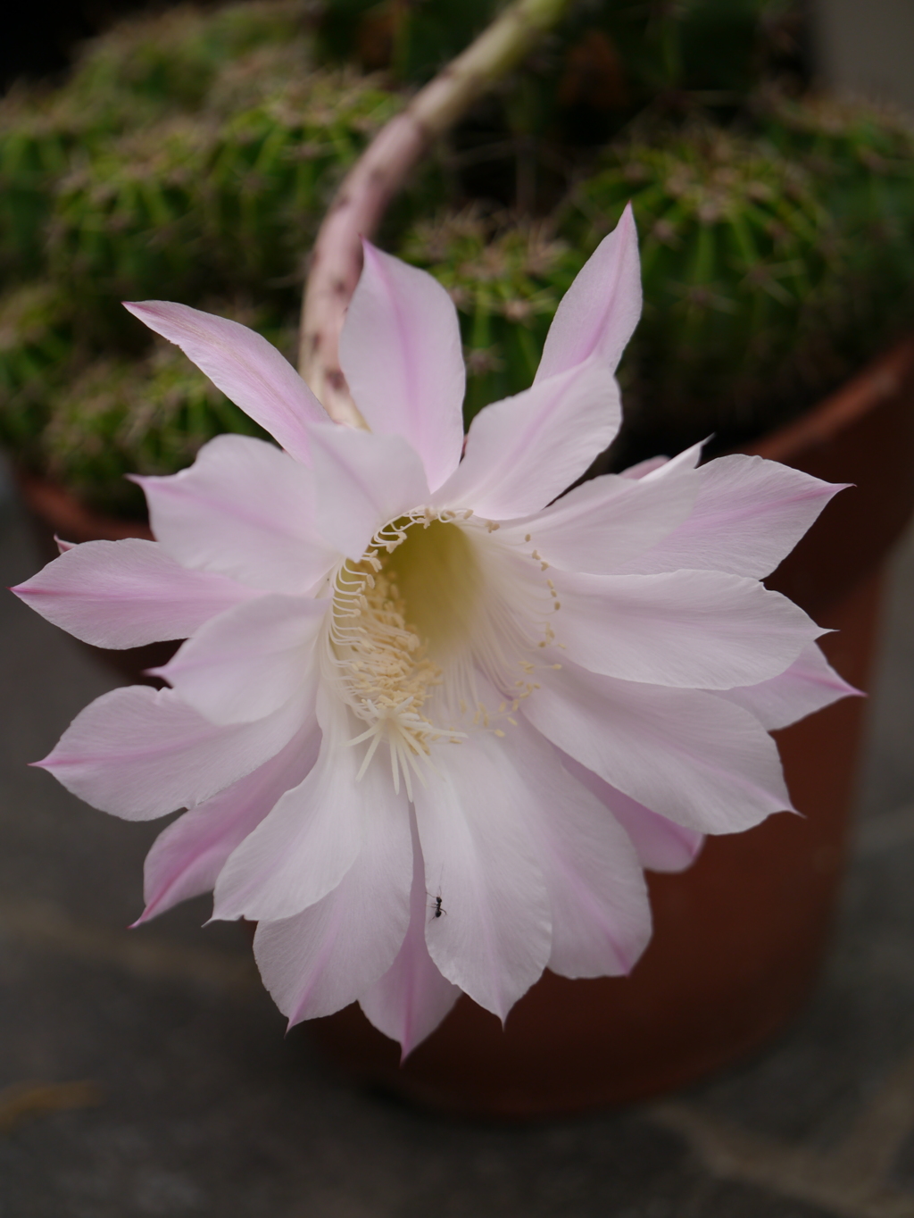 花盛丸