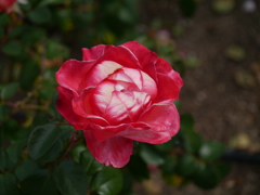 薔薇