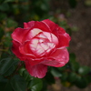薔薇