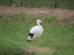 コウノトリの里公園