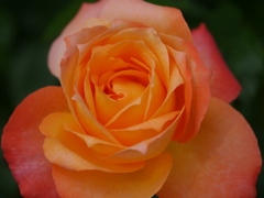 薔薇