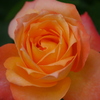 薔薇
