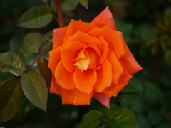 薔薇