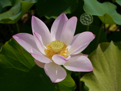 HASU