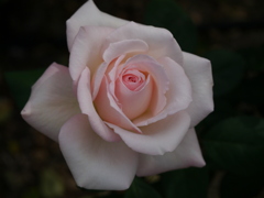 薔薇