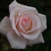 薔薇