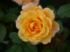 薔薇