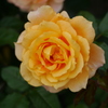薔薇