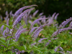 東館山高山植物園③