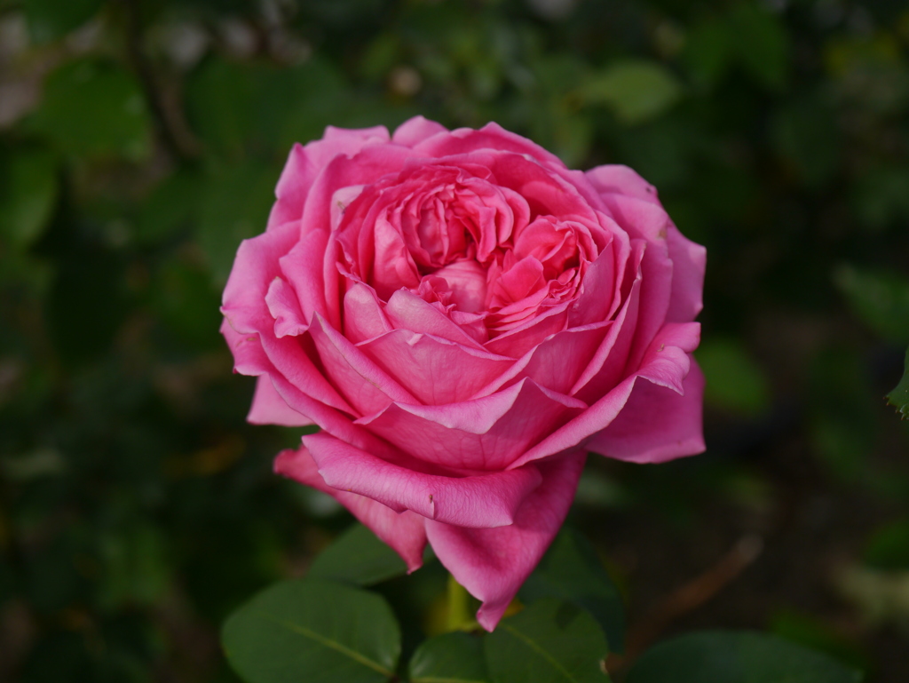 薔薇