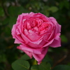 薔薇