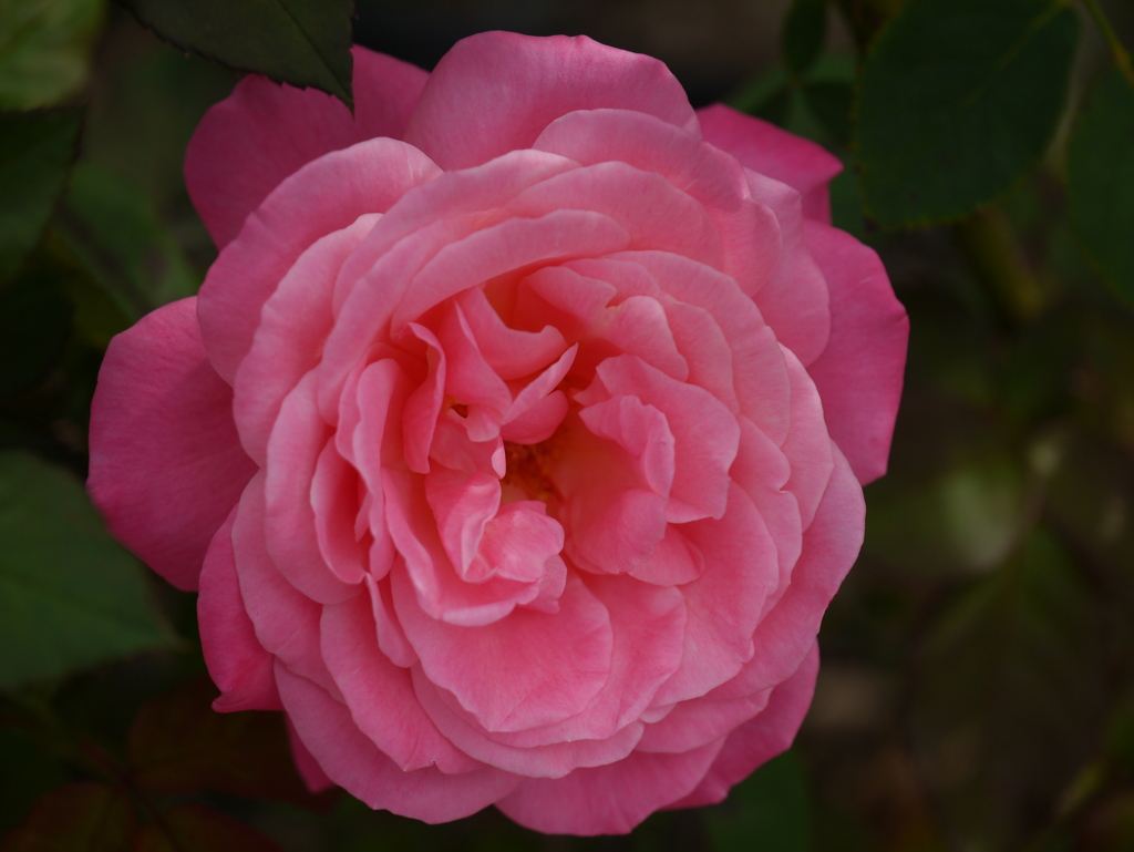 薔薇