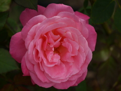 薔薇