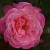 薔薇