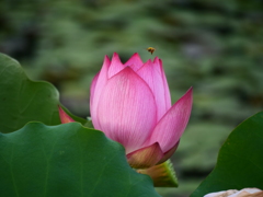 朝活