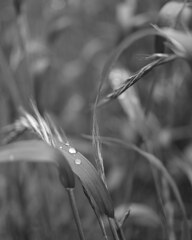 初夏の雨上がり