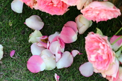 薔薇の花びら