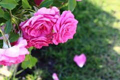 薔薇が散る