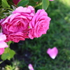 薔薇が散る