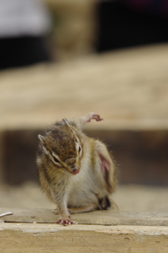 ちはやふる