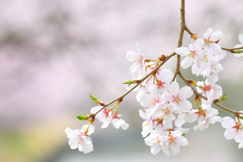古城の華