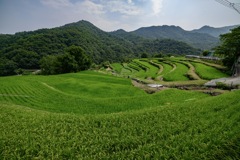 日本の夏