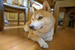ワンちゃん