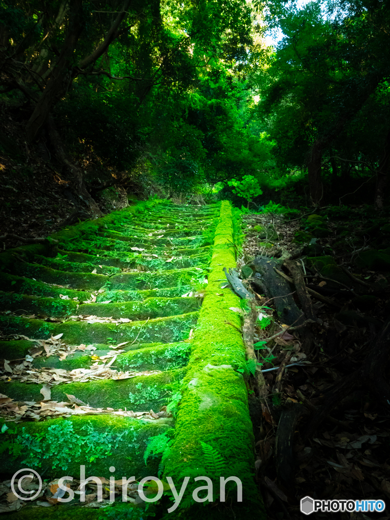 苔の階段