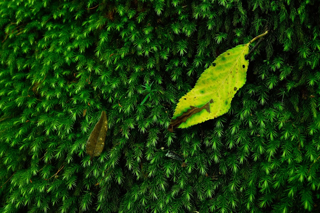 DSC_1418