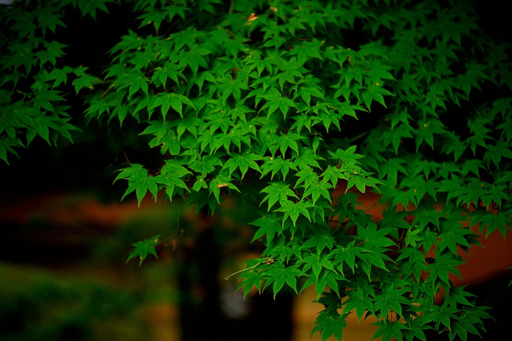DSC_1546