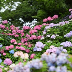 アジサイ寺@金沢市