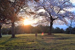 飛火野園地2