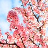 河津桜01