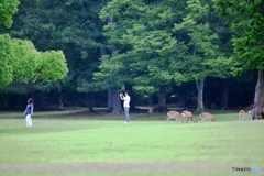 飛火野の早朝