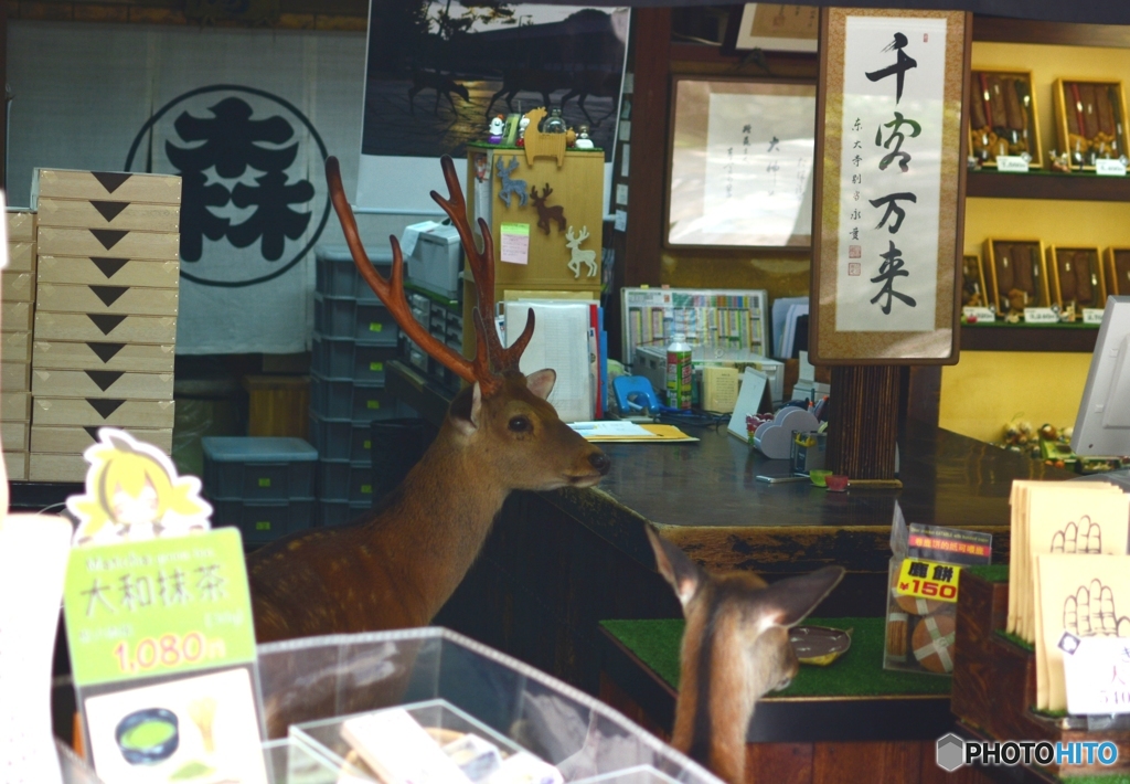鹿店主2：ここシカ売っておまへんで～～