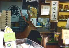 鹿店主2：ここシカ売っておまへんで～～