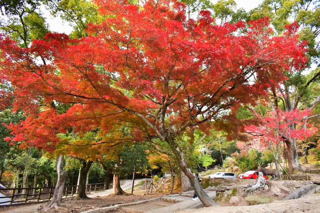 奈良公園の紅葉03