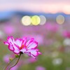 夕暮れコスモス01
