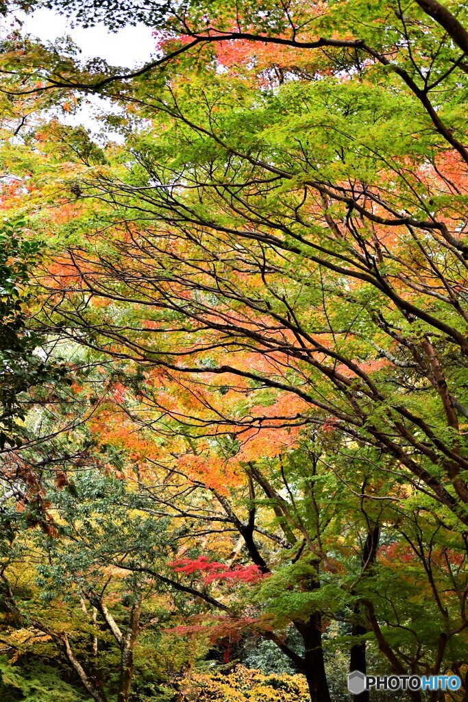 奈良公園の紅葉01