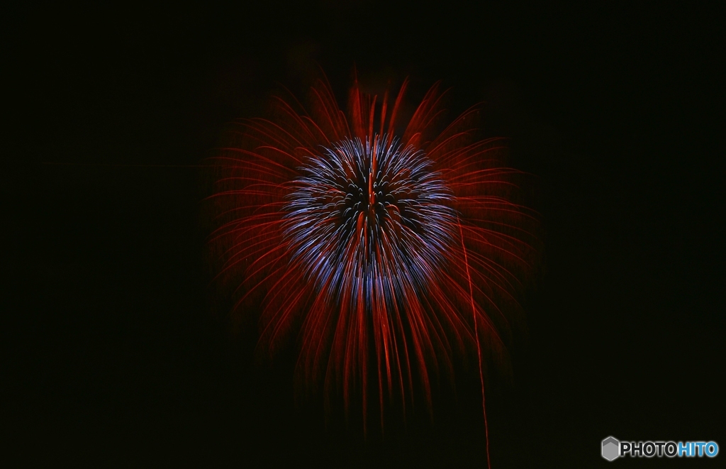夜に咲く花