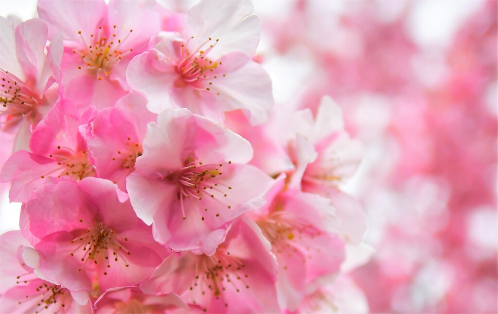 河津桜02